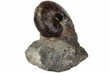 Jurassic Ammonite (Macrocephalites) Fossil - Germany #197532-2